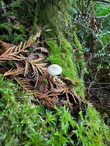 Owingsia PNW01 graham.jpg
