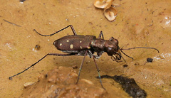 Cylindera disjuncta