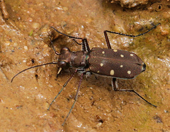 Cylindera disjuncta