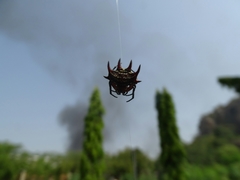 Gasteracantha curvispina