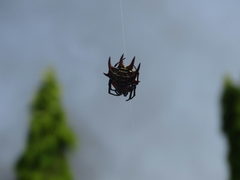 Gasteracantha curvispina