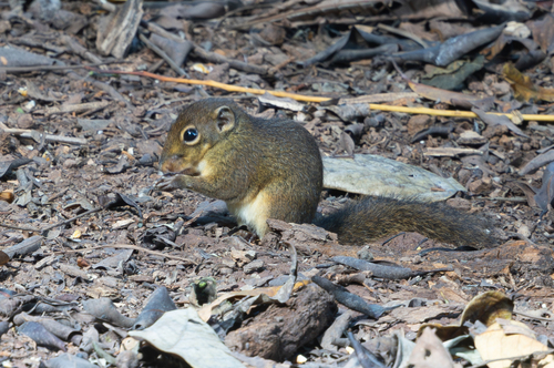 Low's Squirrel