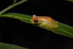 Tepui Tree Frog photo 5