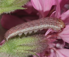 Schinia regina