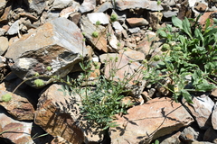 Sanguisorba minor balearica