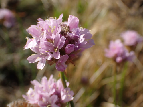 Image of Armeria Denticulata (Armeria denticulata) by (c) Olivier Argagnon, some rights reserved (CC BY)