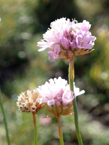 Image of Armeria Denticulata (Armeria denticulata) by (c) Olivier Argagnon, some rights reserved (CC BY)
