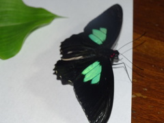 Parides sesostris
