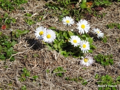 Bellis perennis