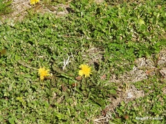 Taraxacum marginellum