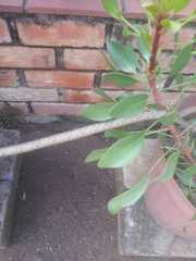 Thelotornis capensis capensis