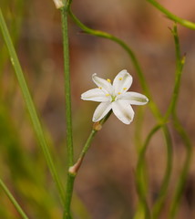 Caesia parviflora