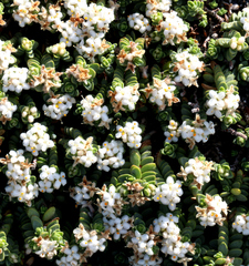 Pimelea carnosa