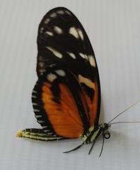 Heliconius ismenius