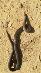 Stenorrhina degenhardtii