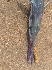 Tylosurus gavialoides