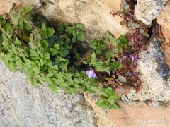 Cymbalaria muralis