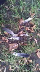 Columba livia domestica