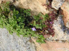 Cymbalaria muralis