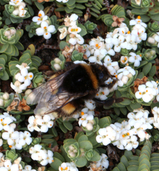 Bombus terrestris