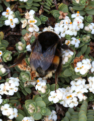 Bombus terrestris