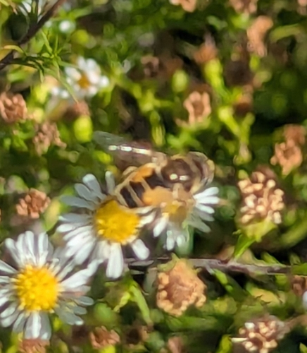 Unknown species found near Downtown, Lowell, MA, USA