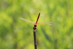Sympetrum fonscolombii