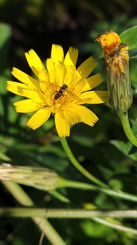 Unknown species found near West Minnehaha, Vancouver, WA, USA