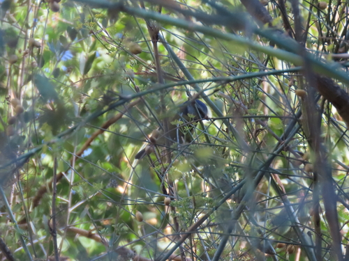 Avistamiento Cyanistes caeruleus