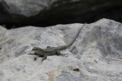 Podarcis muralis