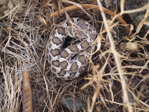 Photo of a Western Rattlesnake (Crotalus oreganus)