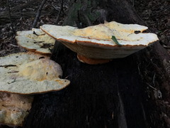 Aurantiporus croceus