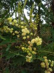 Acacia irrorata