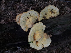 Aurantiporus croceus
