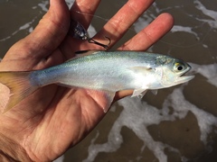 Steelback photo 2