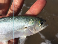 Steelback photo 4