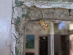 Miltochrista conjunctana