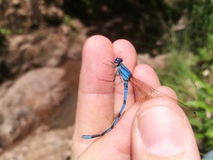 Argia anceps