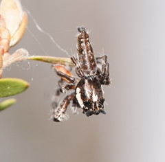 Sandalodes bipenicillatus