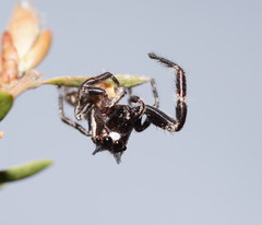 Sandalodes bipenicillatus