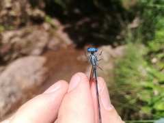 Argia anceps