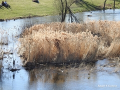 Phragmites australis