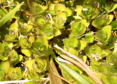 Leptostigma setulosum