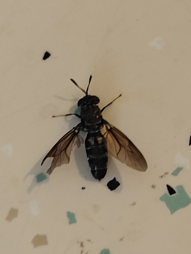 Unknown species found near Glendale, AZ 85301, USA
