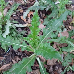 Cirsium arvense