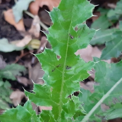 Cirsium arvense