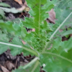 Cirsium arvense