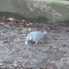 Columba palumbus