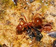 Notoncus spinisquamis