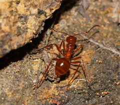 Notoncus spinisquamis